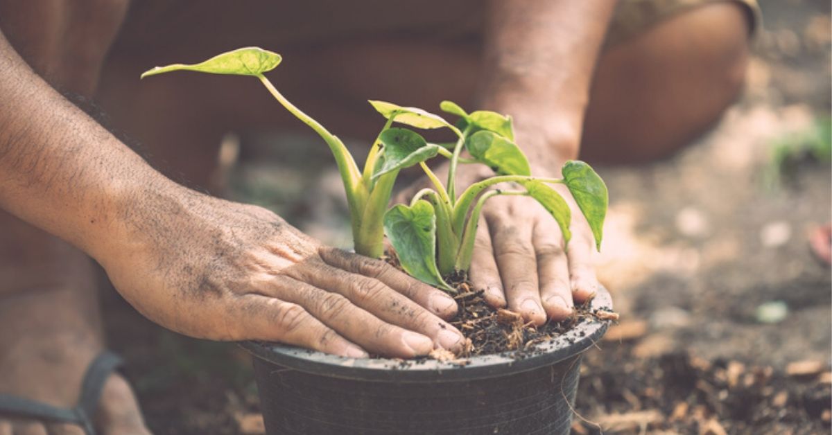 How to Make Potting Mix for Home Garden? Gardening Expert Shares Secrets