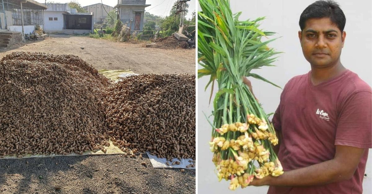 IT Grad Earns Rs 1.52 Crore a Year Growing Organic Turmeric & Ginger