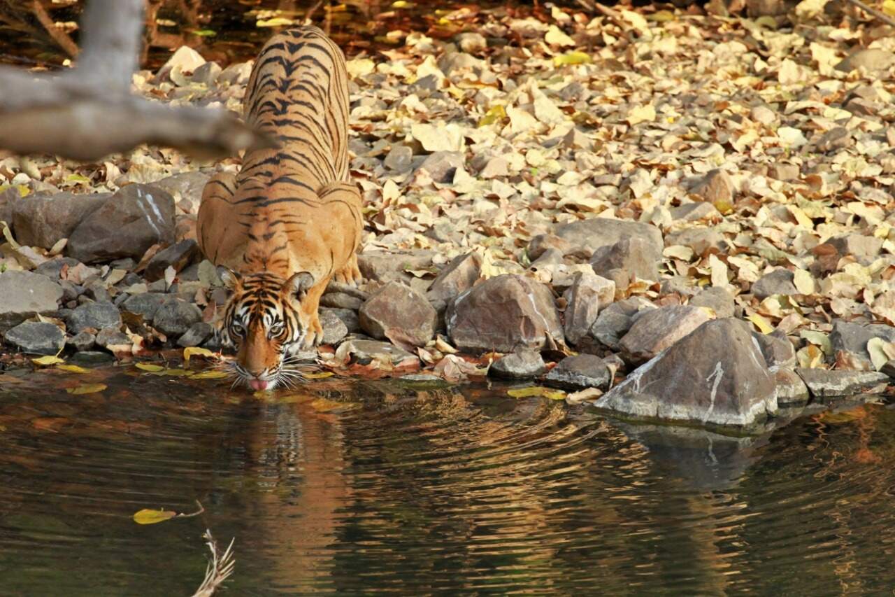 Ranthambhore