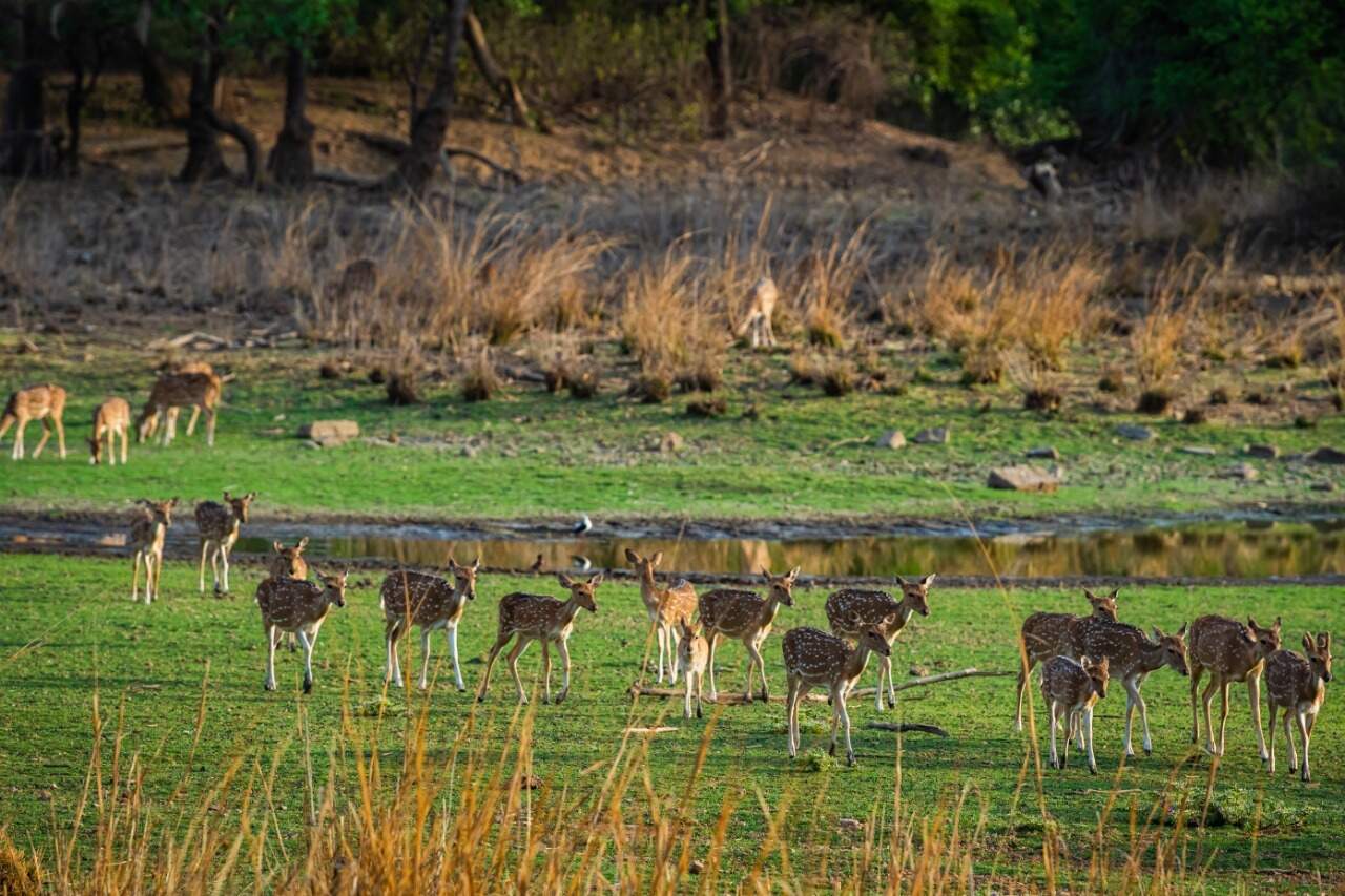 Ranthambhore 