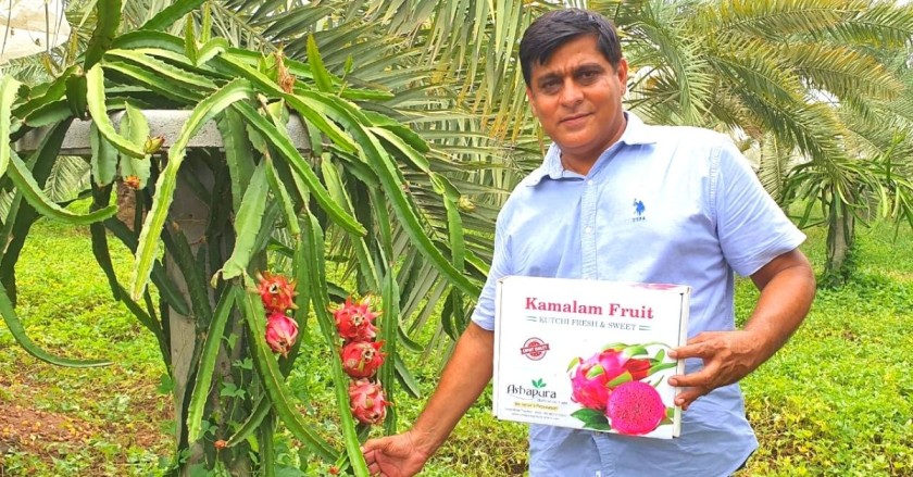 Haresh Thacker has come up with methods to grow dragon fruit in Kutch
