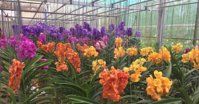 Growing Over 500 Varieties of Orchids, Kerala Woman Earns Rs. 3 Lakh a Month