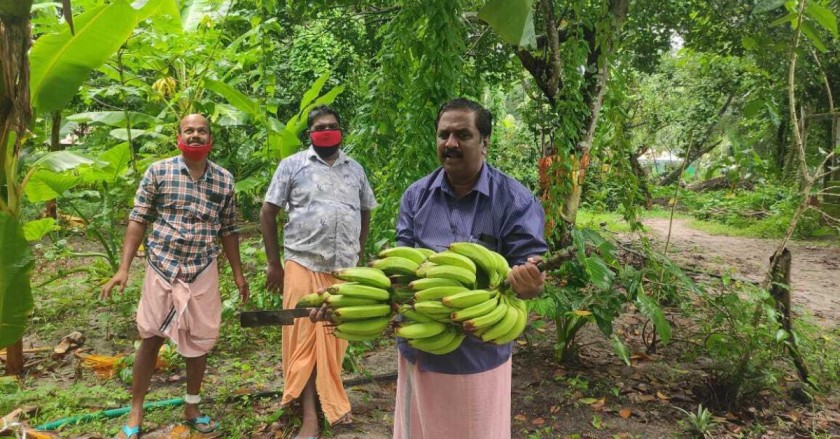 Elephant Dung Helps This Kerala Farmer Grow 500 Kg of Organic Veggies Every Week