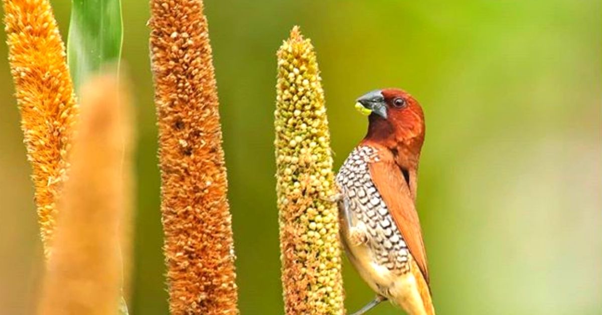 Coimbatore Farmer Grows Half an Acre of Millets Just For Hungry Birds