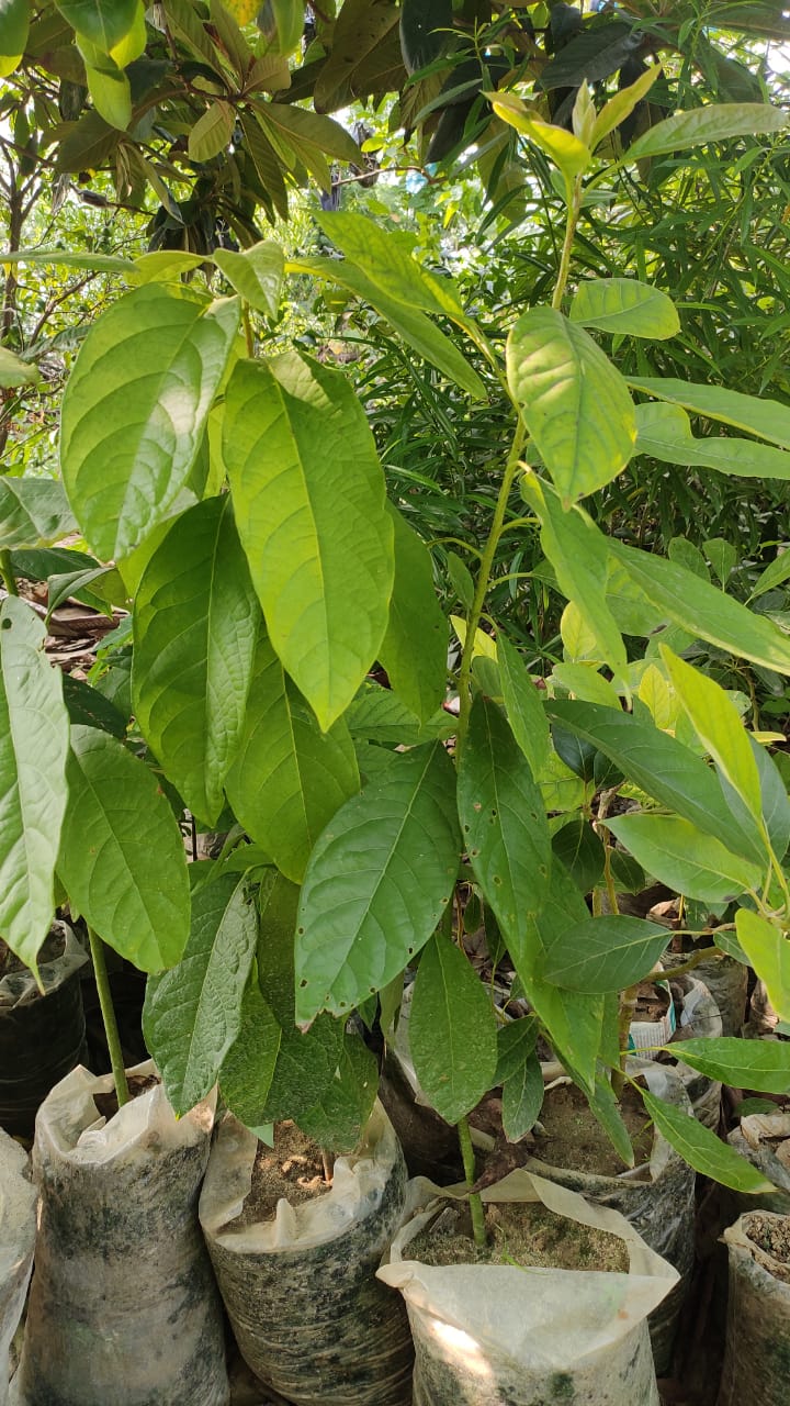 How to Grow Avocados In Your Balcony? 