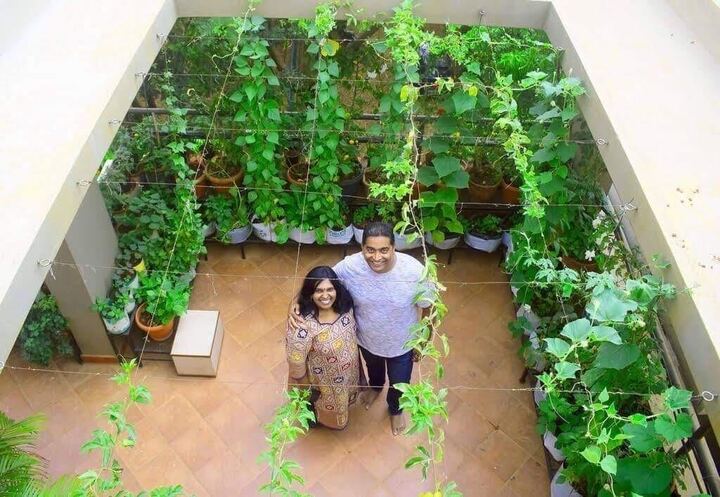 Bengaluru Couple With 250 Plants Shares How to Grow Gourds & Beans 
