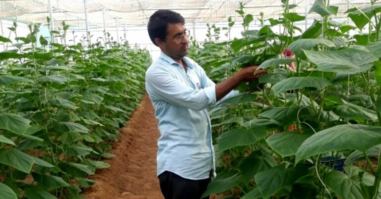 Jaipur Farmer Uses Natural Methods To Grow Cucumbers Worth Rs. 30 Lakh Per Year