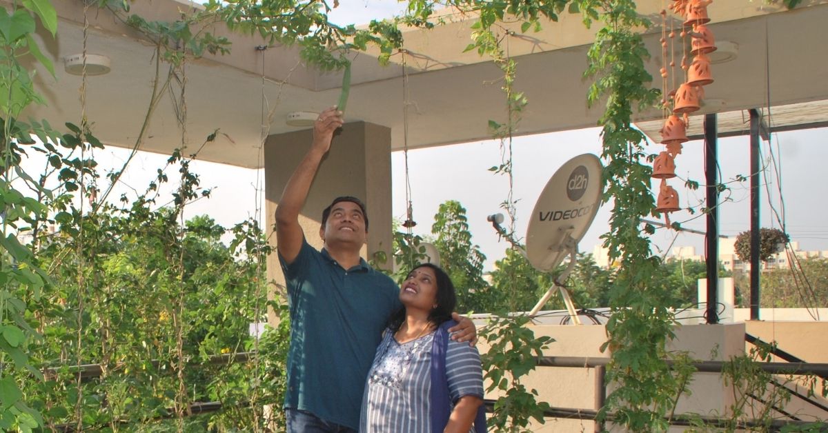 Bengaluru Couple With 250 Plants Shares How to Grow Gourds & Beans on Your Terrace