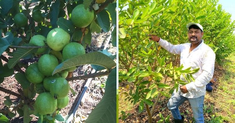 Maharashtra Man Switches From Sugarcane to Organic Guavas