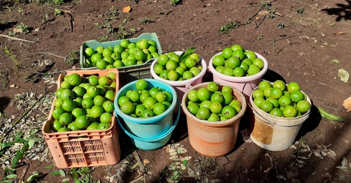 Maharashtra Man Switches From Sugarcane to Organic Guavas