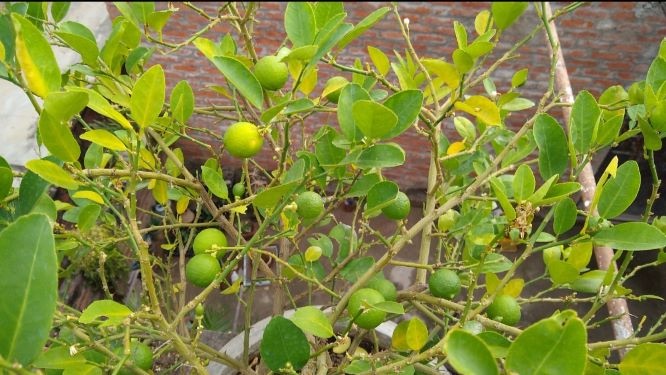 How to Grow Lemon In Your Balcony or Terrace: Gardening Experts Shares Steps