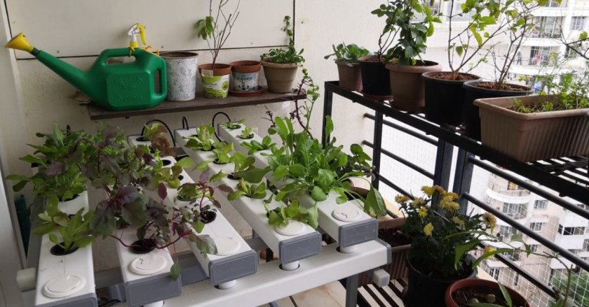Bengaluru Biologist Shares How She Grows Greens in Her Balcony
