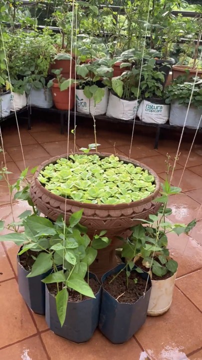 Bengaluru Couple With 250 Plants Shares How to Grow Gourds & Beans 