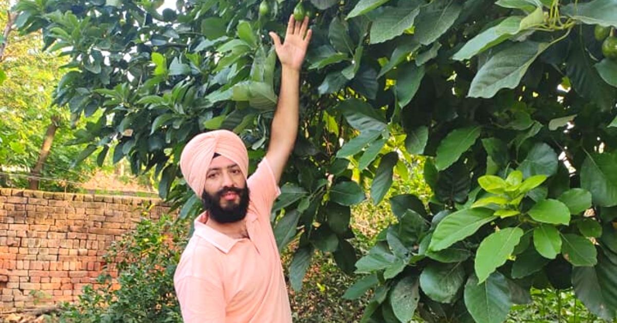 How to Grow Avocados In Your Balcony? Amritsar Farmer Shares Step-by-Step Process