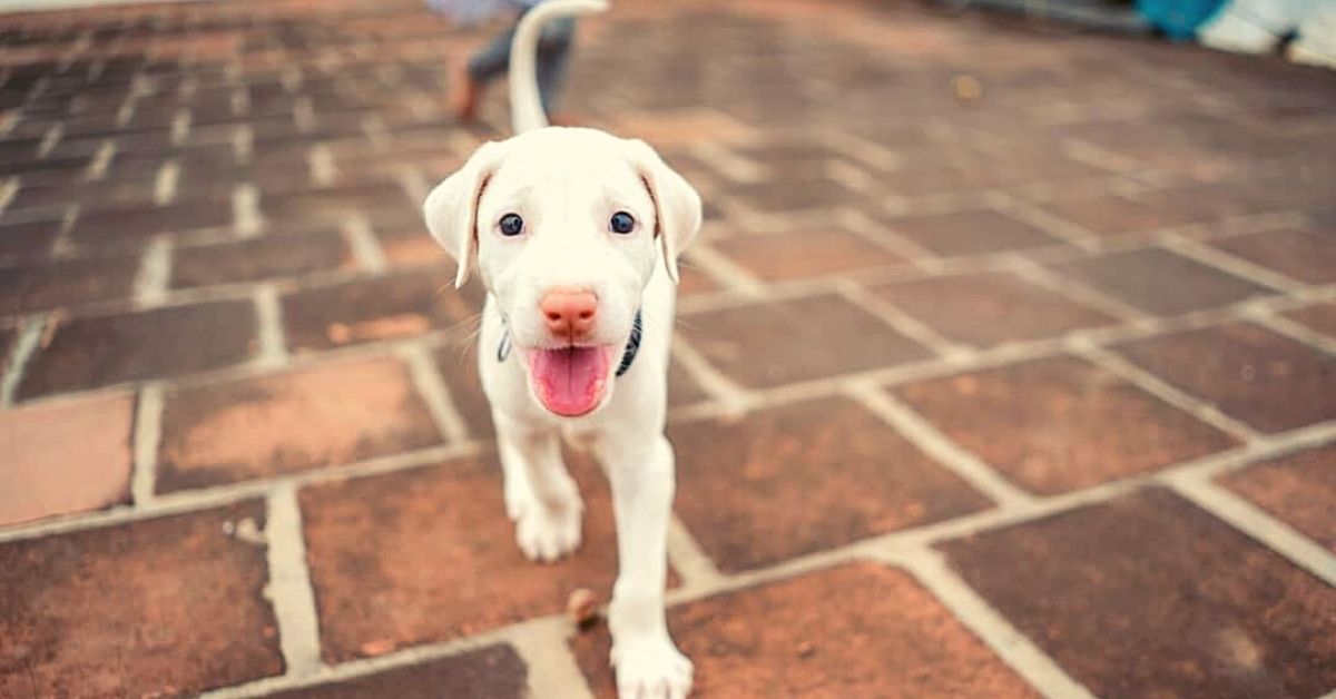 Rajapalayam store dog puppy