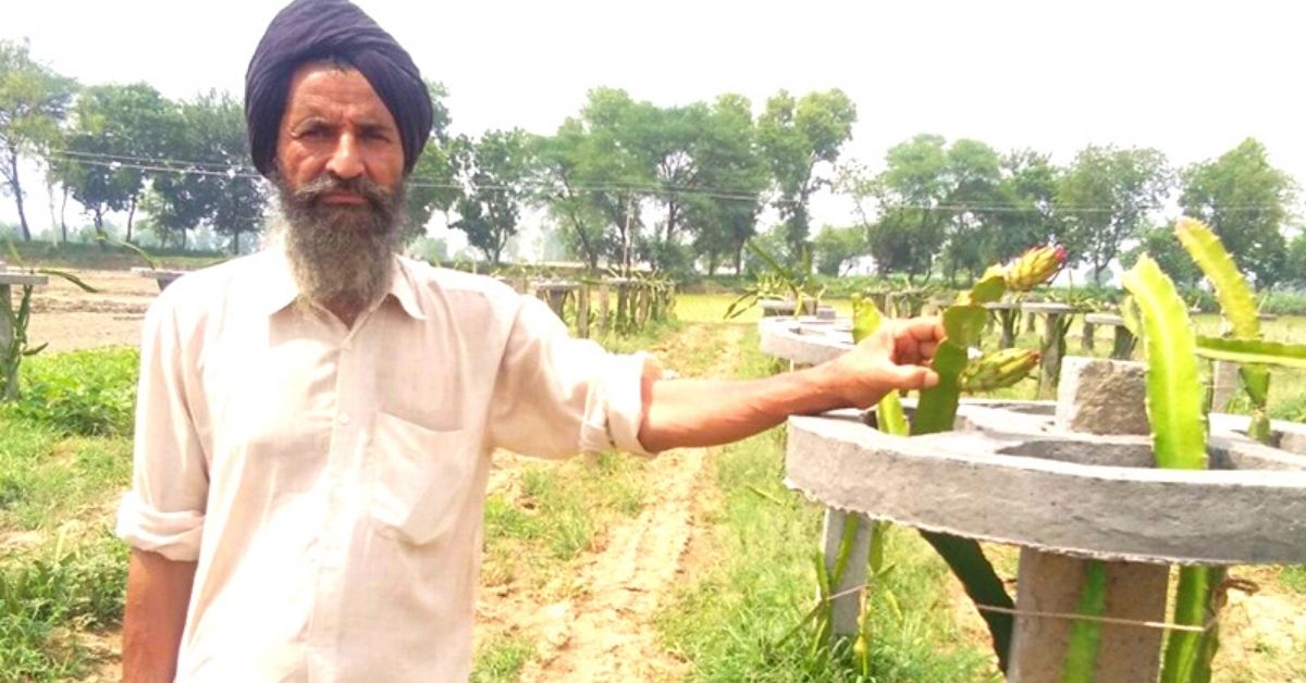 Organic Dragon Fruit Helps Punjab Farmer Earn Lakhs, Reduce Water Use by 90%