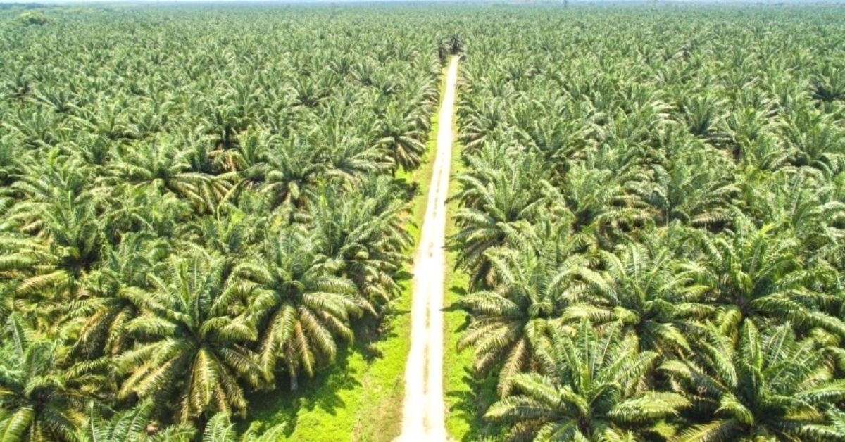 palmoil