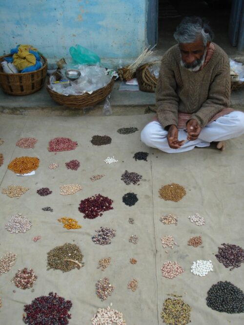 Vijay Jardhari reviving Baranaj farming process.