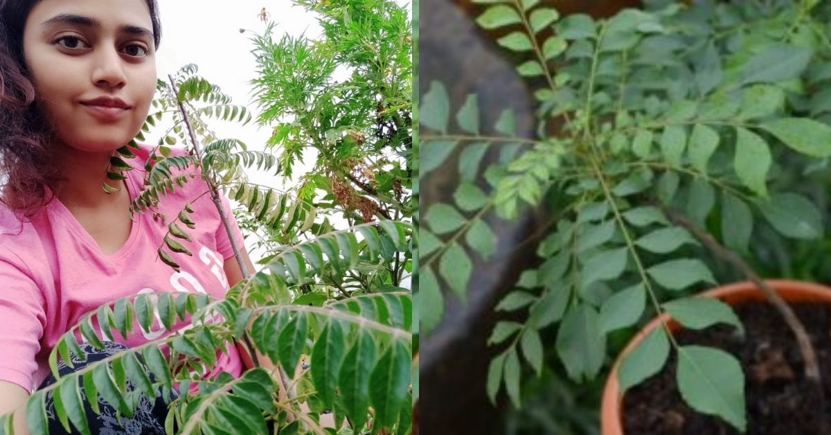 Got A Bucket Growing Curry Leaves At Home Is Easier Than You Think