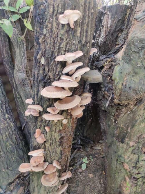 Naga Scientist's Exotic Mushrooms Help Over 500 Farmers Raise Their
