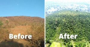 Madhya Pradesh IFS Officers Plant 54,000 Saplings in a Day, Turn Barren Hill Green