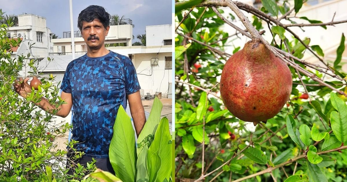 Curry Leaves to Drumstick, Bengaluru Man Grows Vegetable Forest In 10×10 Space 