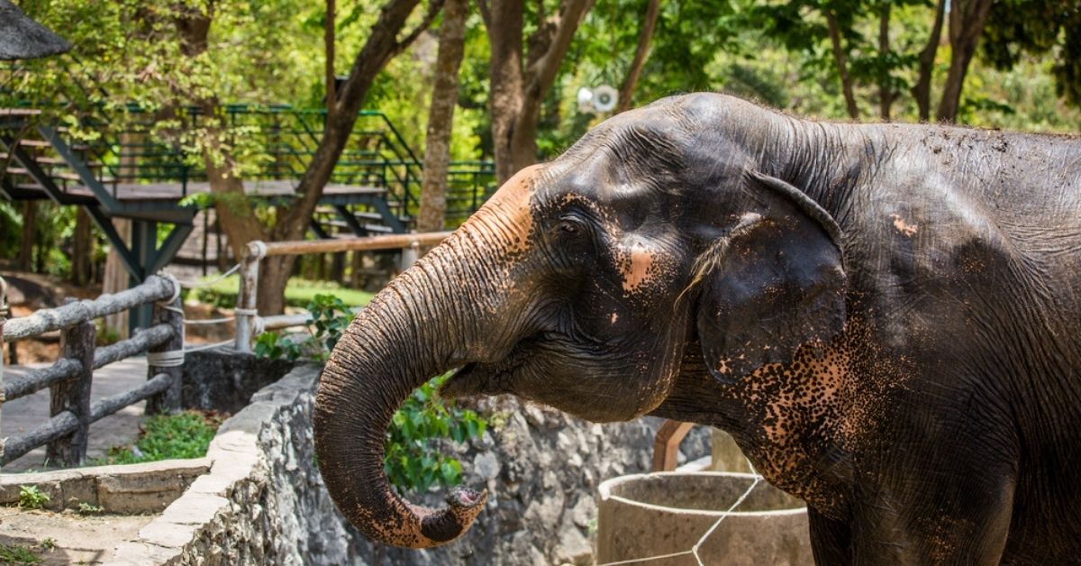 Want to Adopt an Elephant? Or a Lion? These Indian Zoos Make it Possible