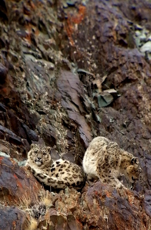 Snow Leopard