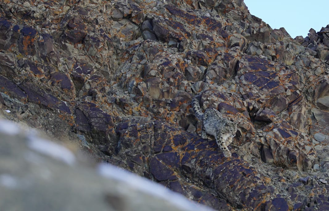 Snow Leopard