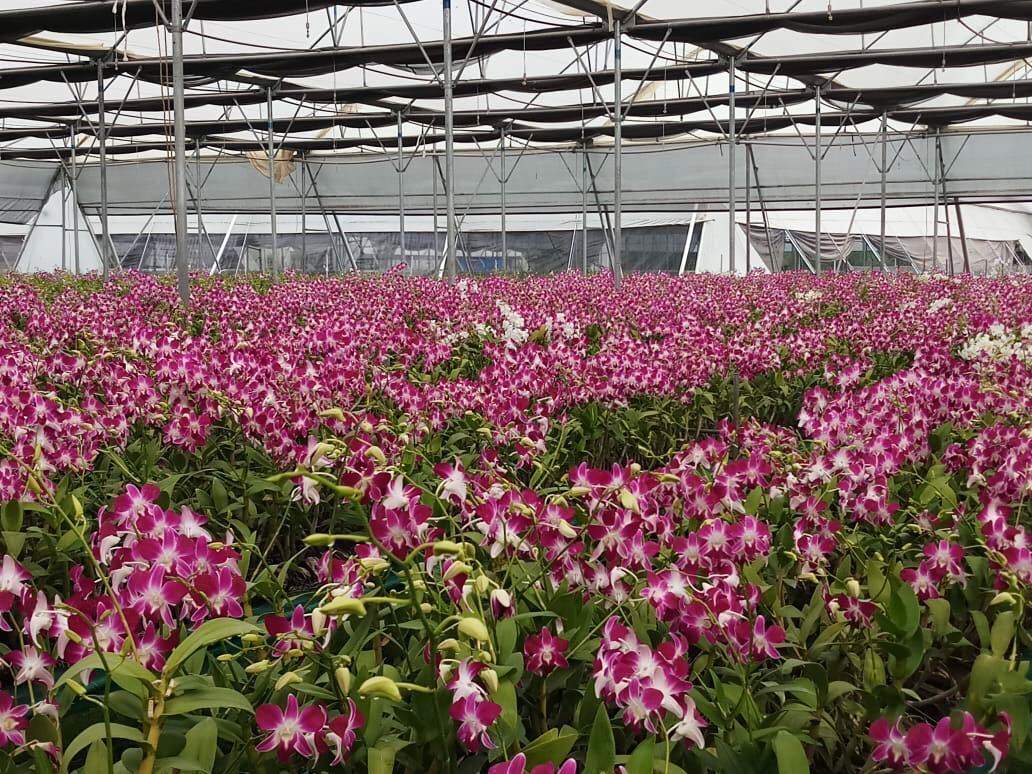 Telangana farmer growing orchids