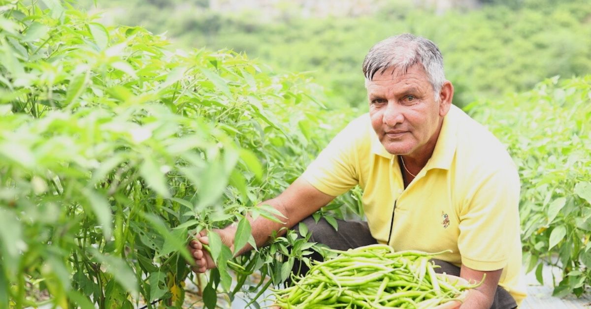 Rajasthan Farmer Boosts Income 100% With Chillies