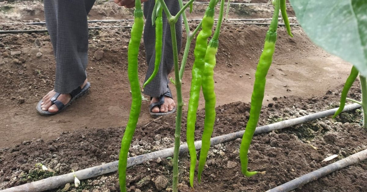 Ex-Army Man Turns Organic Farmer, Grows All-Natural Foot-Long Green Chillies