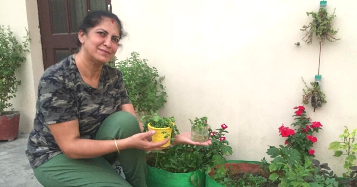 Coriander Usually Takes 3 Weeks to Sprout. This Hack Grows Fresh Leaves in 5 Days 