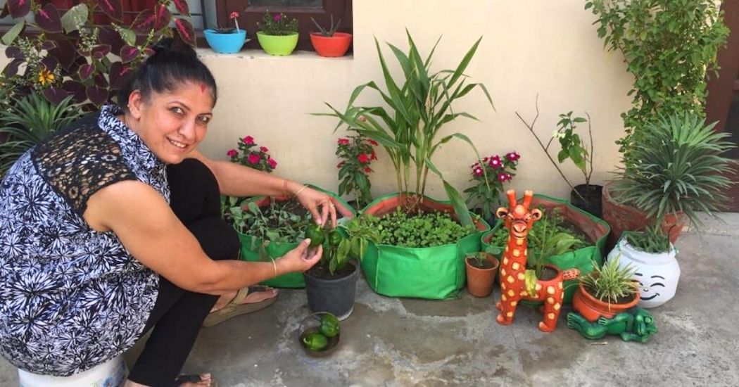 How to Grow Bell Peppers in Your Balcony: Gardening Expert Shares Two Easy Ways