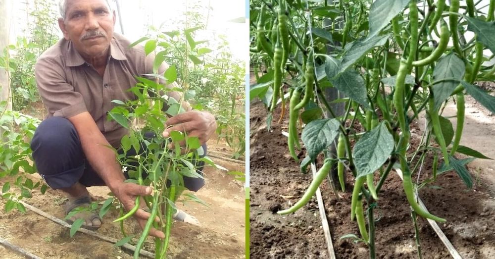 Ex-Army Man Turns Organic Farmer, Grows All-Natural Foot-Long Green Chillies