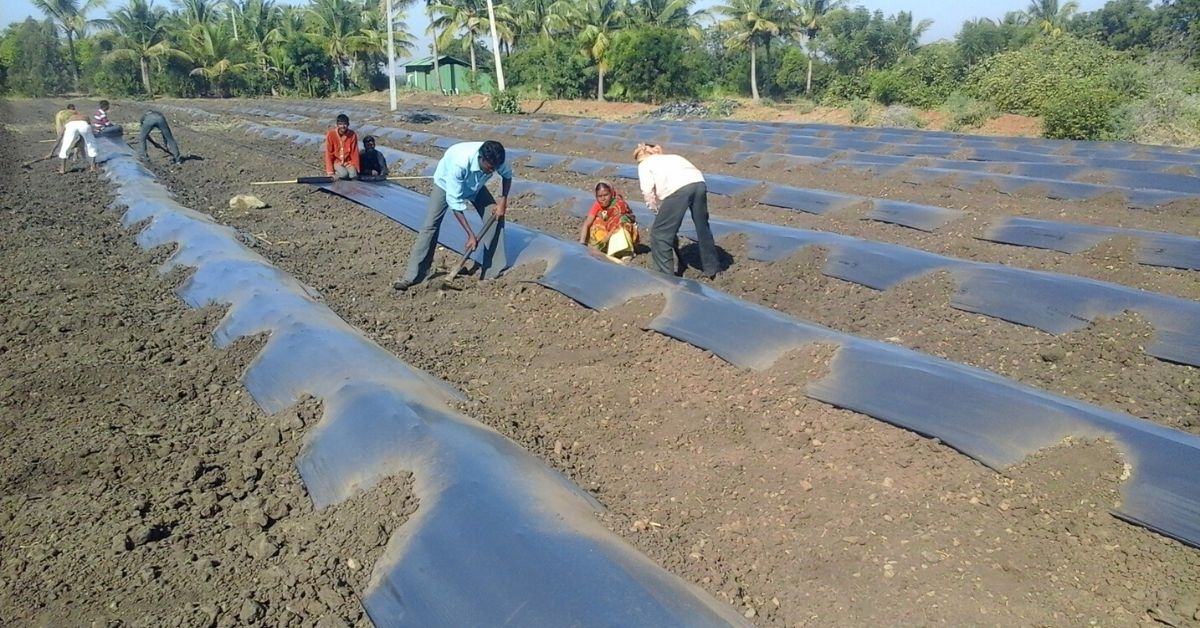 Rajasthan Farmer Boosts Income 100% With Chillies