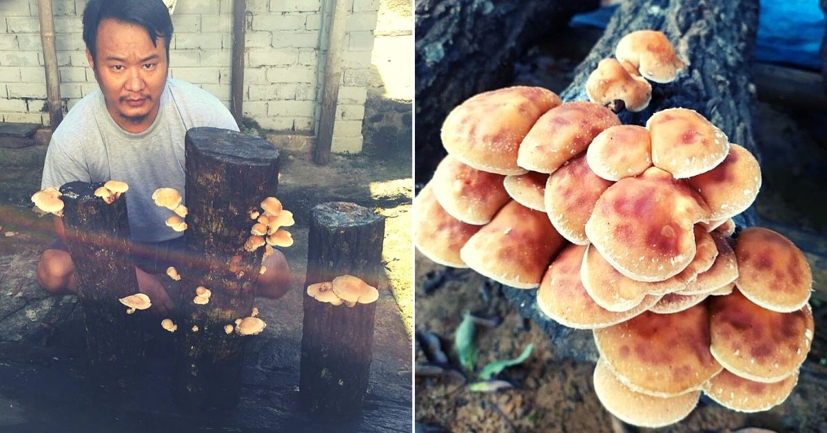 Naga Scientist’s Exotic Mushrooms Help Over 500 Farmers Raise Their Incomes