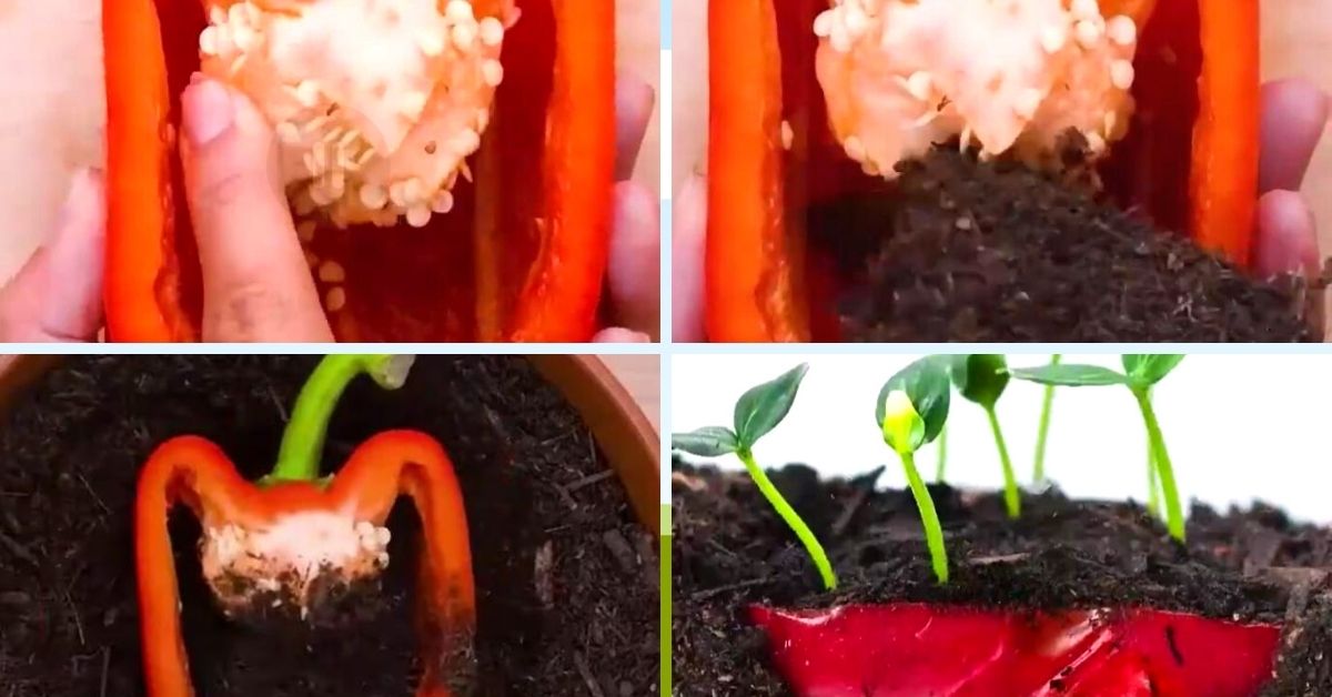 How to Grow Bell Peppers in Your Balcony: Gardening Expert Shares Two Easy Ways