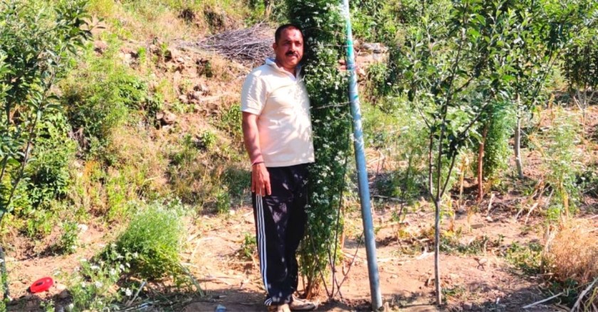 Uttarakhand Man Grows World’s Tallest Coriander Plant