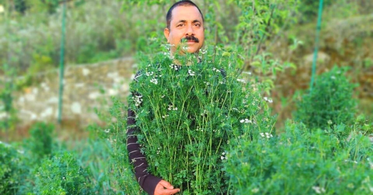 Uttarakhand Man Grows World’s Tallest Coriander Plant