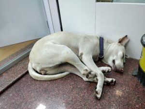 How Mumbaikars Came Together to Save Noorie, The Dog Who was Brutally Raped