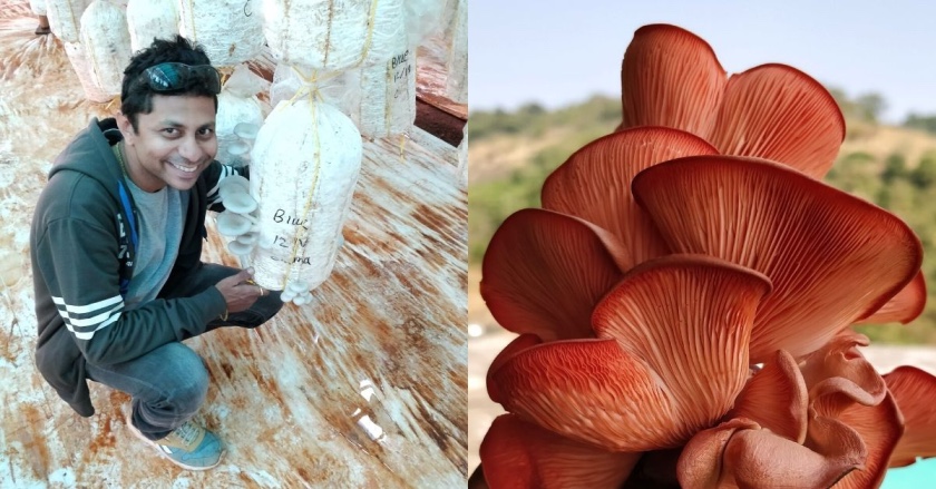 Mumbai Entrepreneur Mints Fortune From Chemical-Free Mushrooms Grown on Agri-Waste