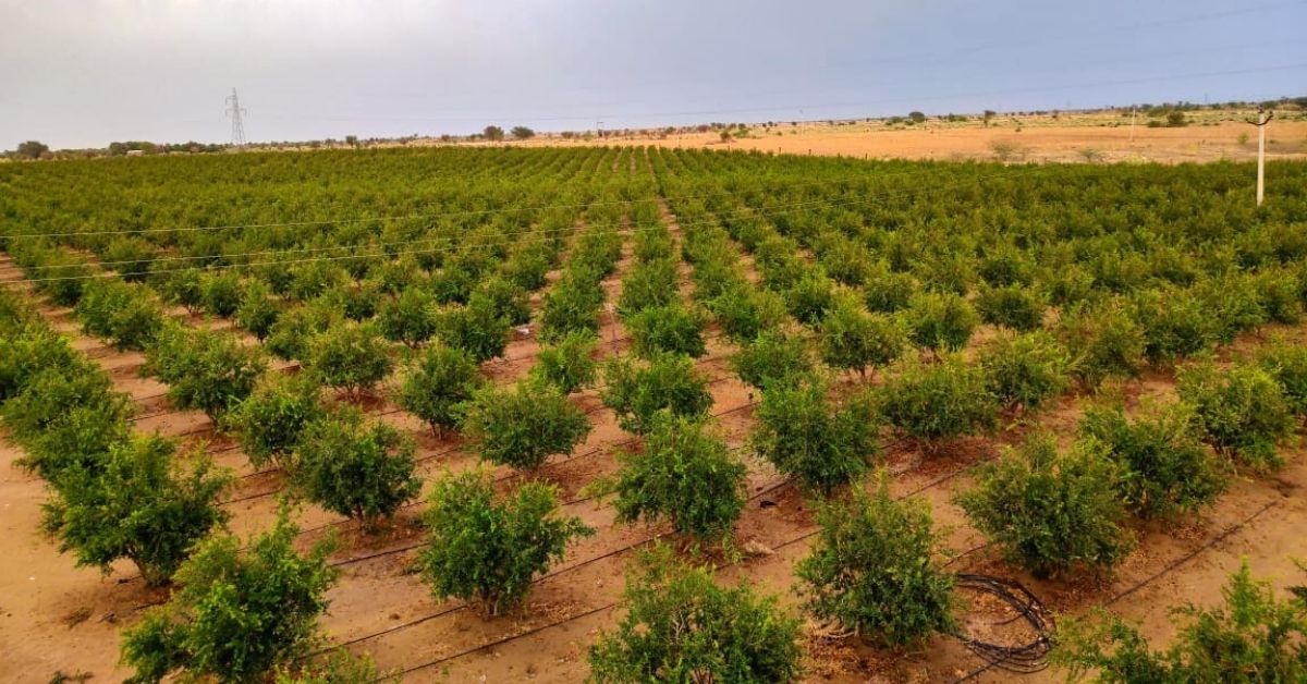 Rajasthan Farmer Grows 9000 Pomegranate Shrubs Despite Desert Storms