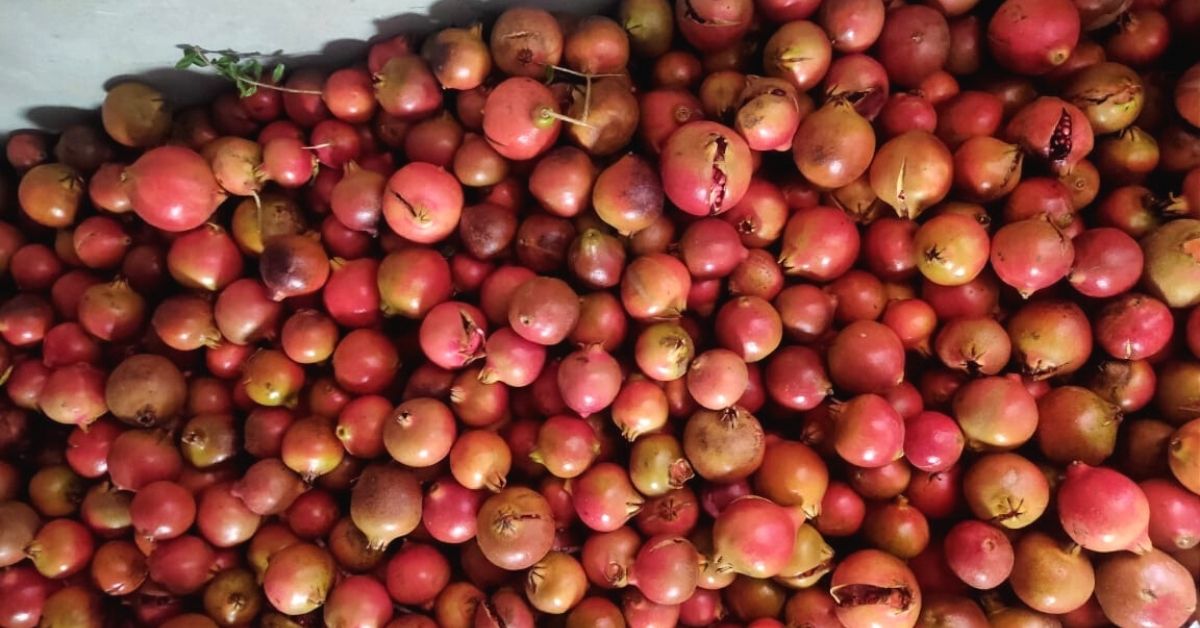 Rajasthan Farmer Grows 9000 Pomegranate Shrubs Despite Desert Storms