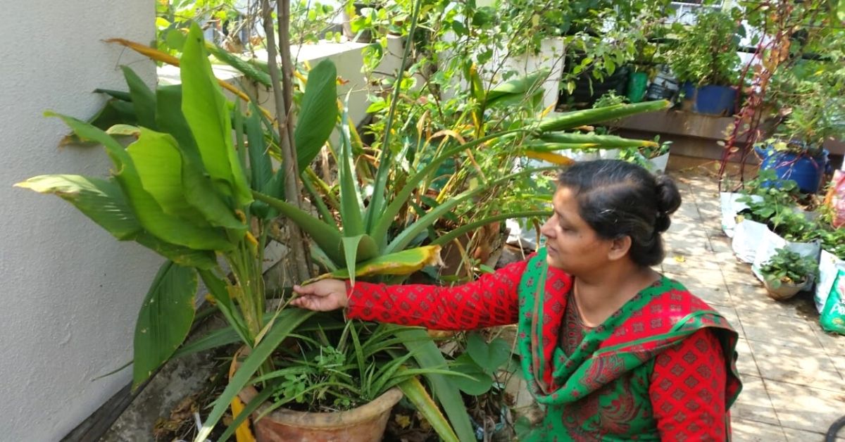 Growing Turmeric Is Easier Than You Think. Pune Woman Explains How 