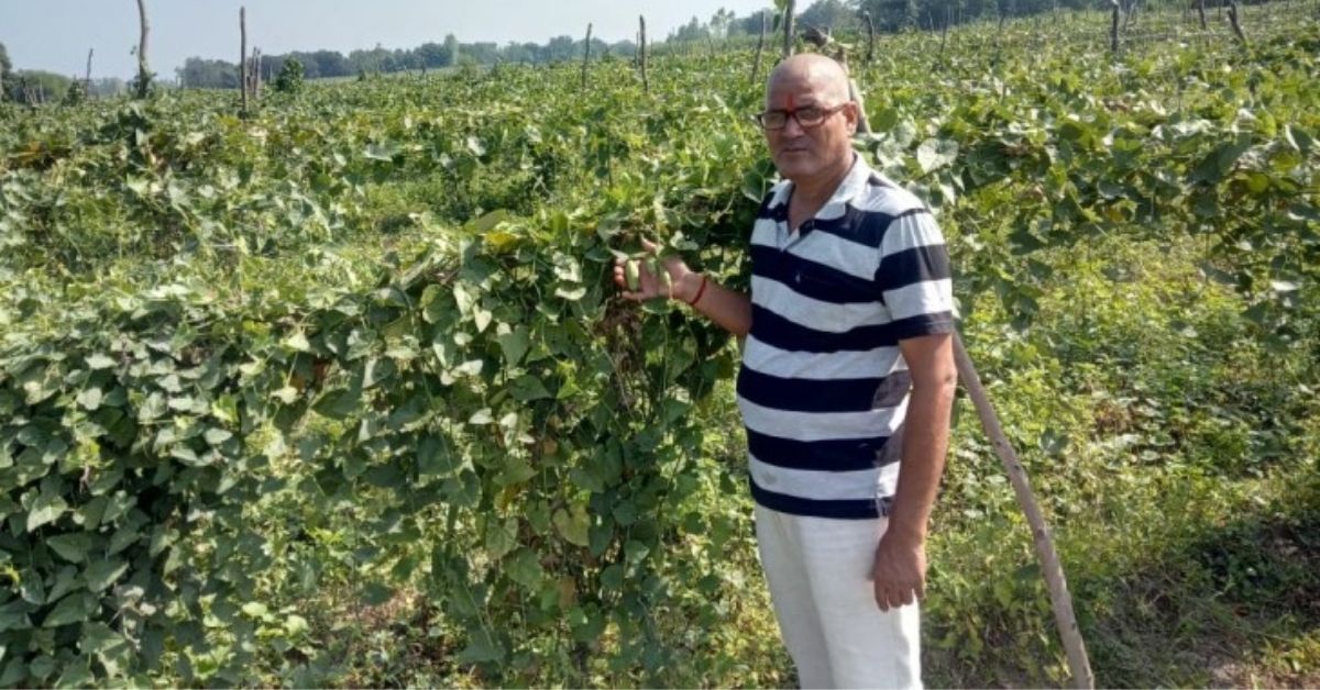 UP Man Increases Earnings From Rs 11,000 to Rs 12 Lakh Through Banana Farming