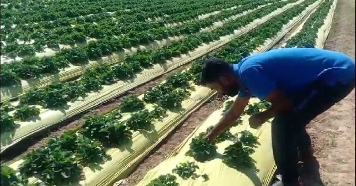 Dharward Farmer’s Strawberries Earn Rs 6 Lakh, Shares Tips For Home Garden