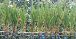 Kerala Couple Grows Rice on Terrace, Uses Mineral Water Bottes to Harvest Paddy