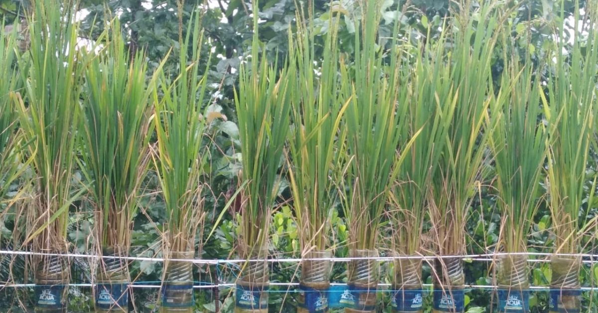 Kerala Couple Grows Rice on Terrace, Uses Mineral Water Bottes to Harvest Paddy