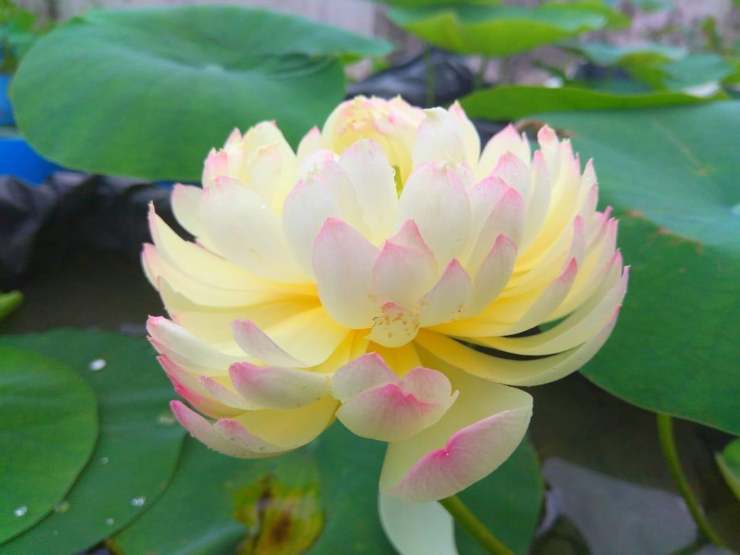 LOTUS